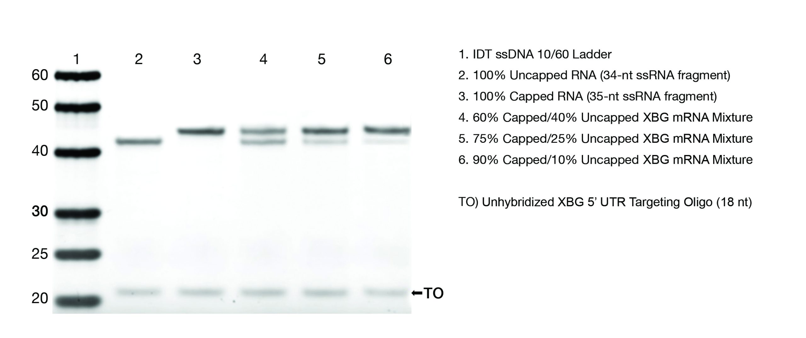 RM-Capping Efficiency XBG_Example Data fig1A