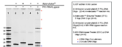 mRNA illustration