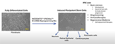 mRNA illustration