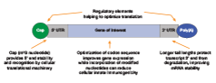 mRNA illustration
