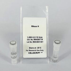 RNase H