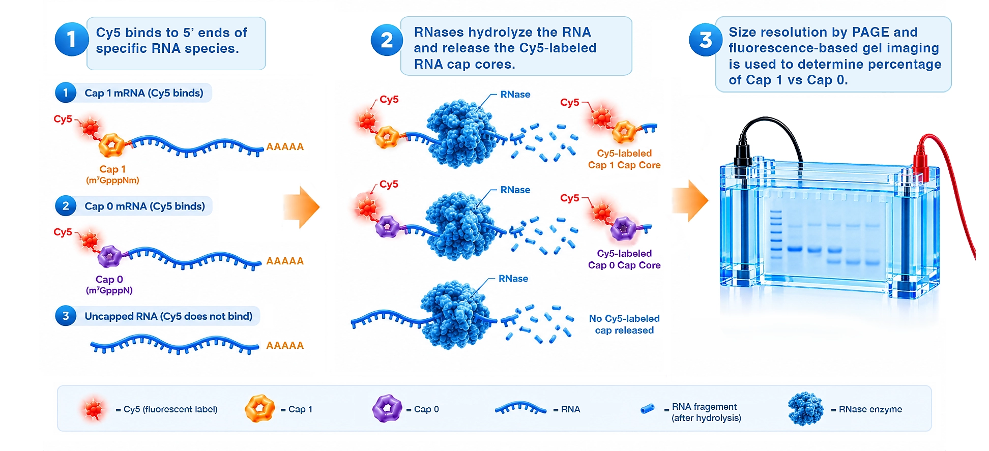 EZ-QC™ mRNA Cap 1 Efficiency Assay Kit