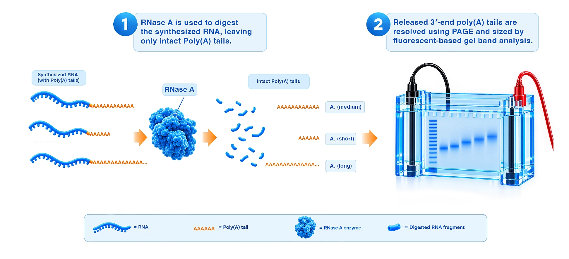 EZ-QC™ mRNA Poly(A) Tail Length Assay Kit