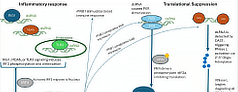 mRNA infographic