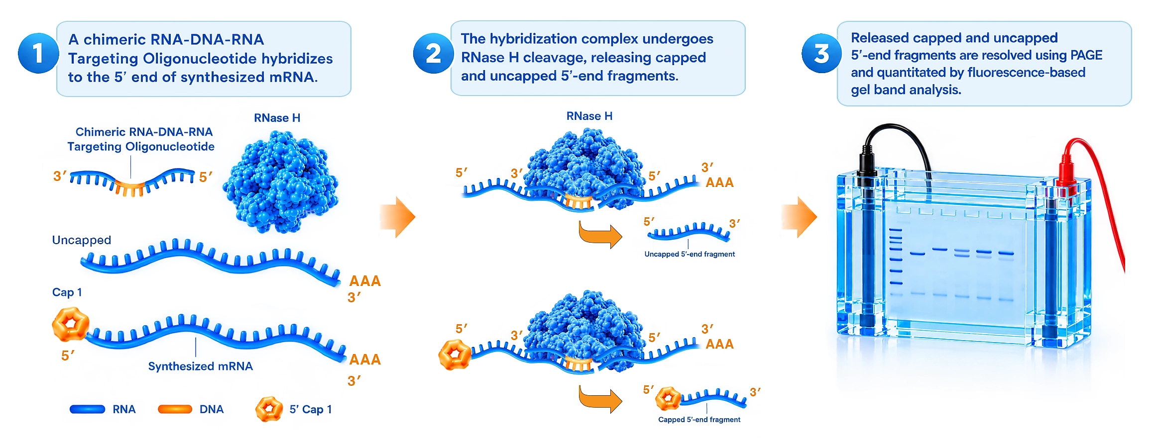 EZ-QC™ mRNA Capping Efficiency Assay Kit